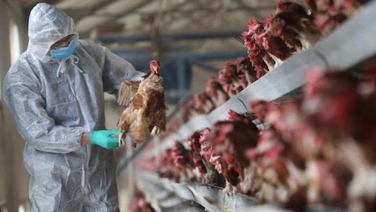 A fost depistat primul caz din lume de gripă aviară H10N3 la om