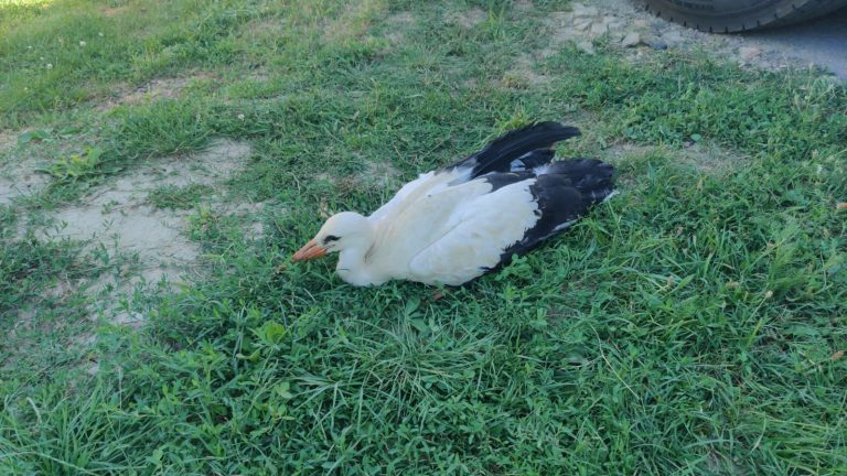 Pui de barză salvat de pompierii ieșeni