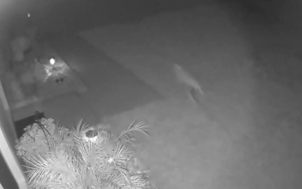 O femeie a rămas uimită când a văzut un animal asemănător unui dinozaur alergând prin curtea ei