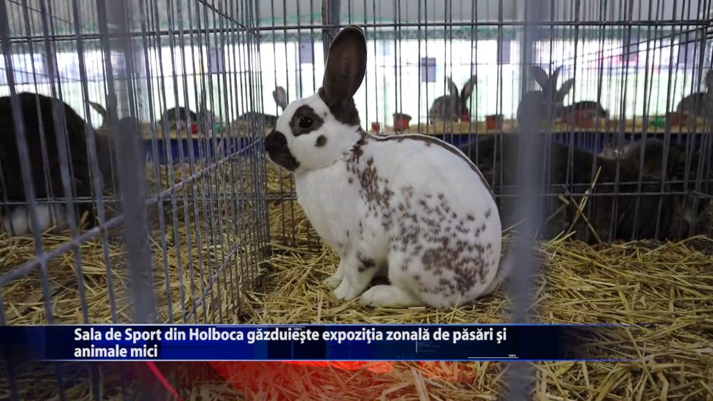 Sala de Sport din Holboca gazduieste expozitia zonala de pasari si animale mici