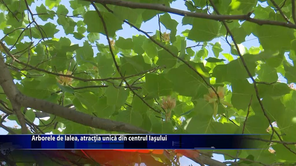 Arborele de lalea, atractia unica din centrul Iasului