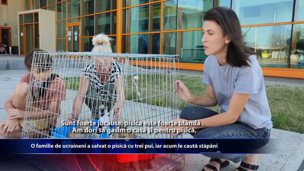 O familie de ucraineni a salvat o pisica cu trei pui, iar acum le cauta stapani