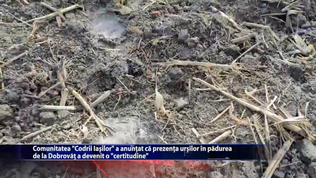 Comunitatea „Codrii Iasilor” a anuntat ca prezenta ursilor in padurea de la Dobrovat a devenit o „certitudine”