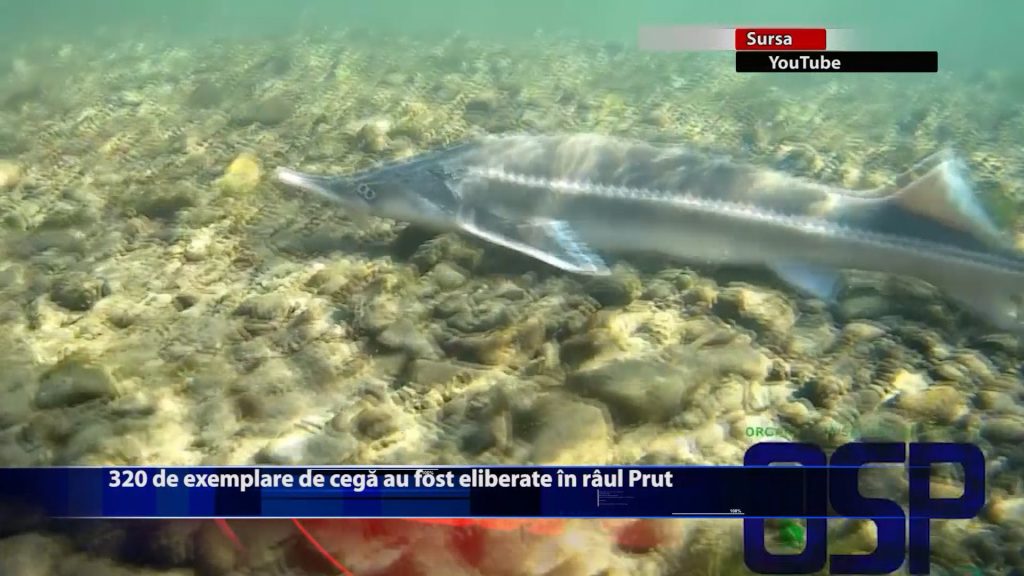 320 de exemplare de cega au fost eliberate în râul Prut