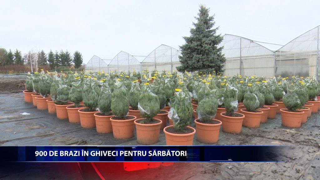 900 DE BRAZI IN GHIVECI PENTRU SARBATORI