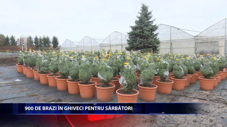 900 DE BRAZI IN GHIVECI PENTRU SARBATORI