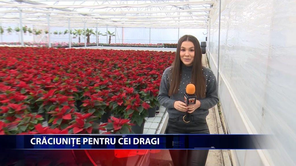 CRACIUNITA – FLOAREA MAGICA A SARBATORILOR