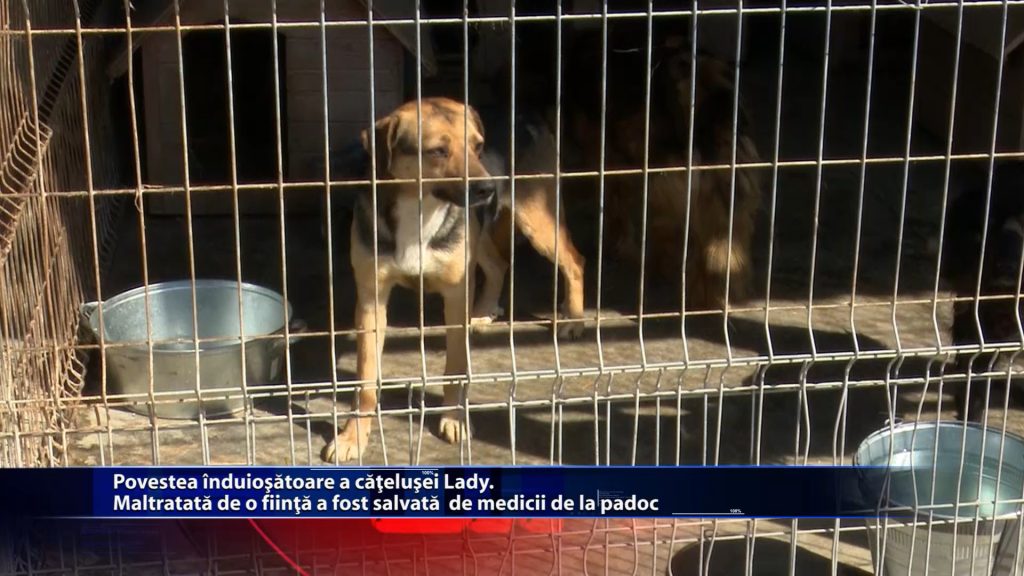 Povestea induiosatoare a catelusei Lady. Maltratata de o a fost salvata de medicii de la padoc