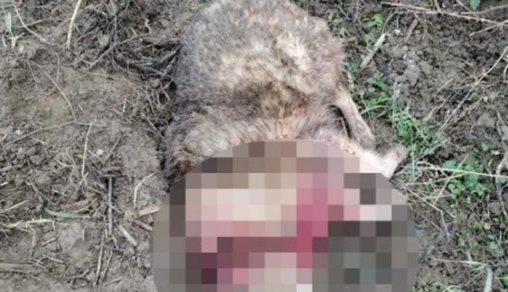 Reținut după ce a torturat și ucis un câine! Animalul a fost legat de un copac cu o sfoară