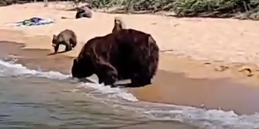 O ursoaică și puii săi s-au scăldat pe malul unui lac, printre turiști