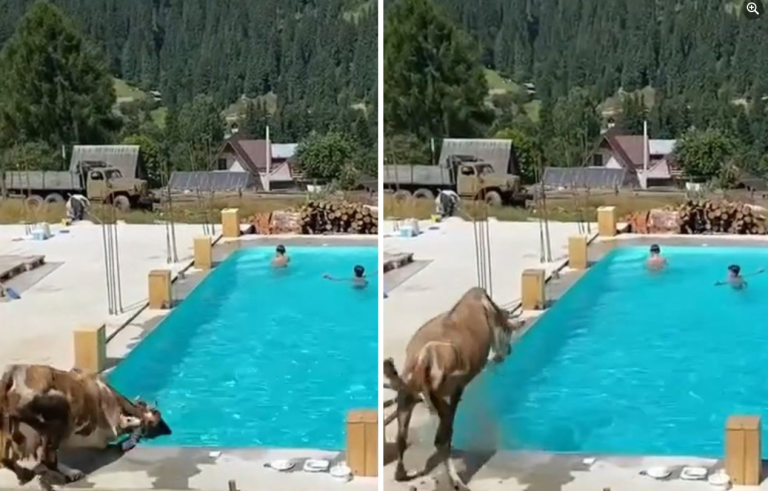 Video viral în care o vacă sare în piscină. Ce s-a întâmplat cu animalul