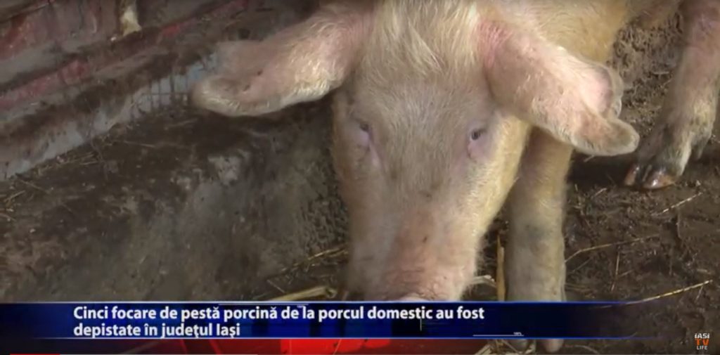 Cinci focare de pesta porcina de la porcul domestic au fost depistate in judetul Iasi
