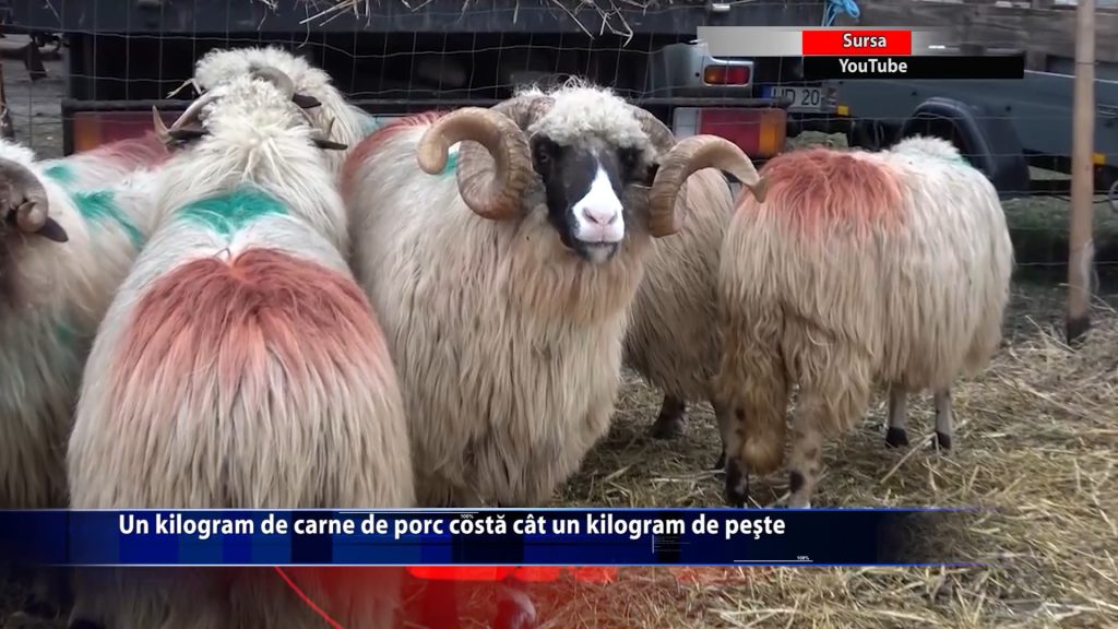Un kilogram de carne de porc costa cat un kilogram de peste
