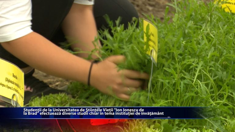 Studentii de la Universitatea de Stiintele Vietii ,,Ion Ionescu de la Brad” efectueaza diverse studii chiar in ferma institutiei de invatamant