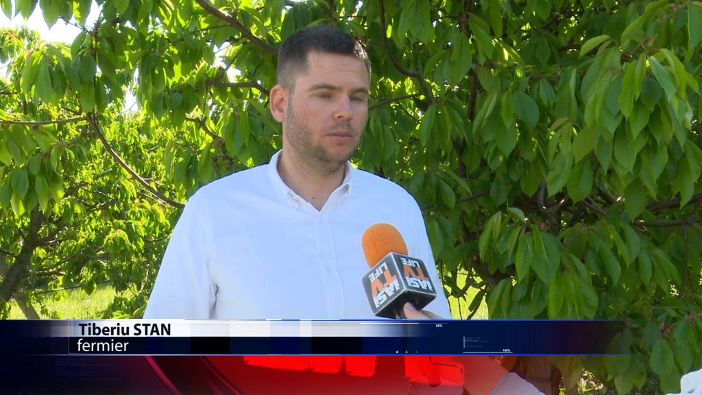 Au aparut primele cirese in piete. Sunt aduse din Grecia si costa 80 de lei kilogramul