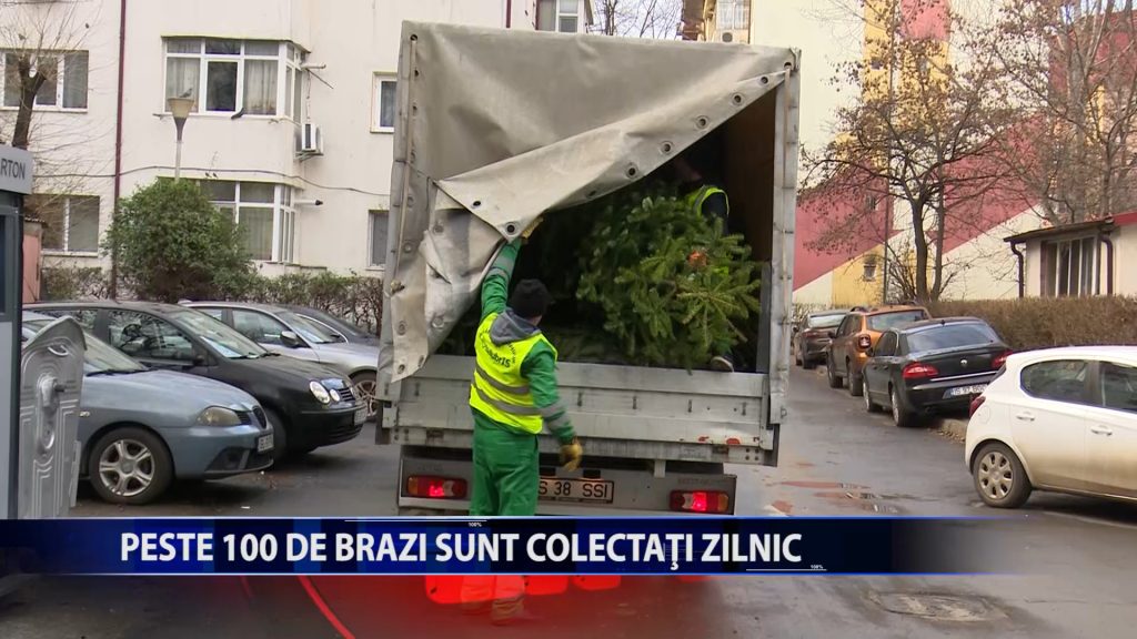 PESTE 100 DE BRAZI SUNT COLECTATI ZILNIC