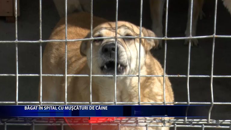 BAGAT IN SPITAL CU MUSCATURI DE CAINE