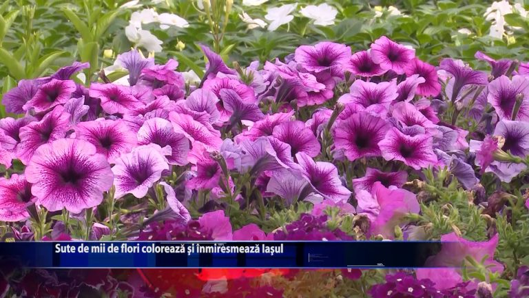 Sute de mii de flori coloreaza si inmiresmeaza Iasul