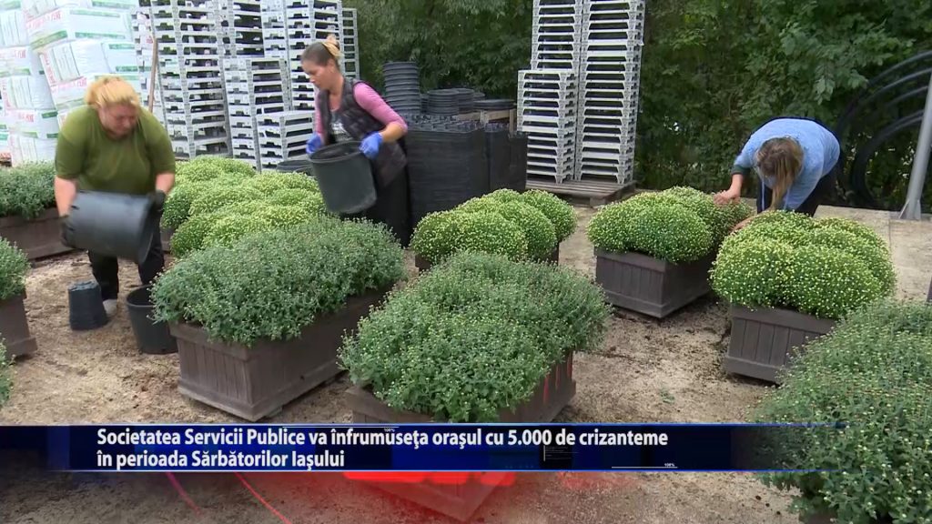 Societatea Servicii Publice va infrumuseta orasul cu 5.000 de crizanteme in perioada Sarbatorilor Iasului