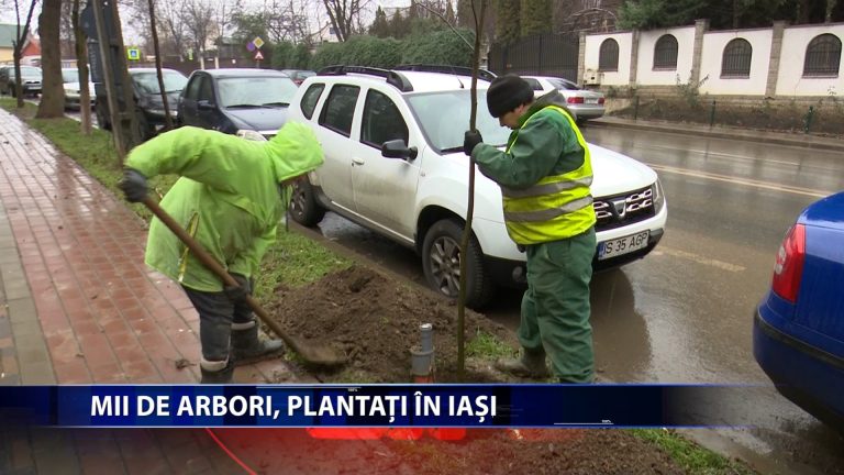 MII DE ARBORI, PLANTATI IN IASI
