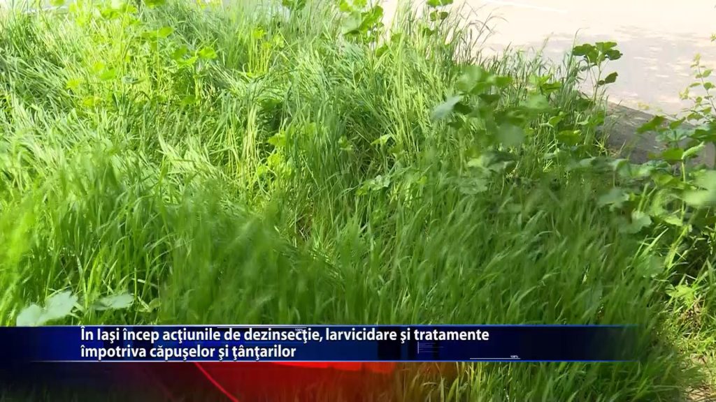 In Iasi incep actiunile de dezinsectie, larvicidare si tratamente impotriva capuselor si tantarilor