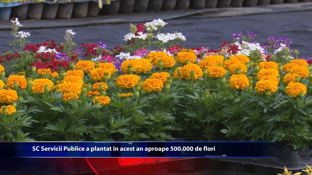 SC Servicii Publice a plantat in acest an aproape 500.000 de flori