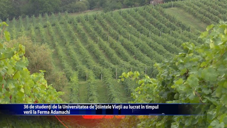 36 de studenti de la Universitatea de Stiintele Vietii au lucrat in timpul verii la Ferma Adamachi