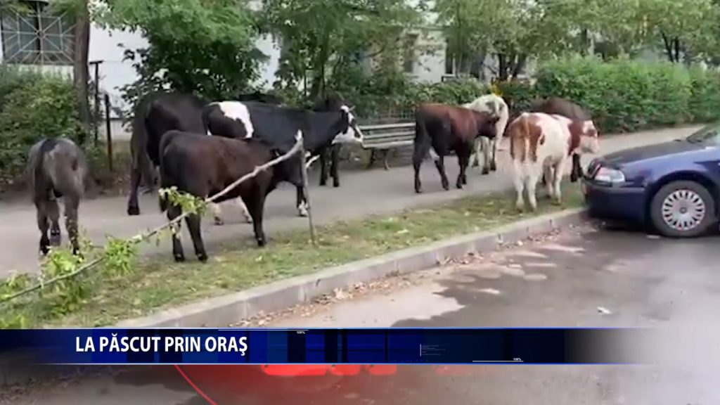 Vitele lasate libere prin oras vor fi confiscate, iar proprietarii amendati