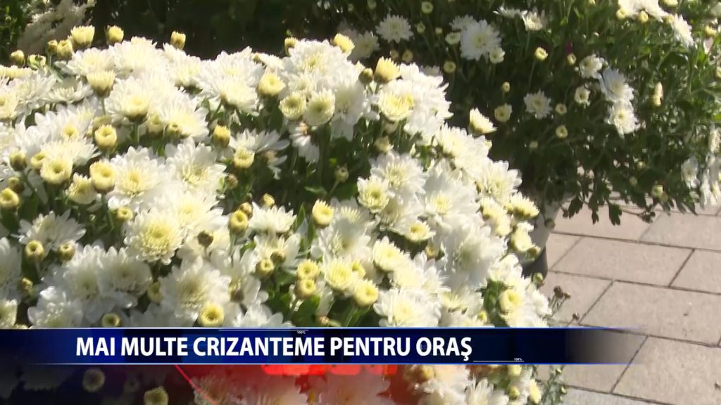 Se vor planta 30.000 de crizanteme in Iasi, in aceasta toamna