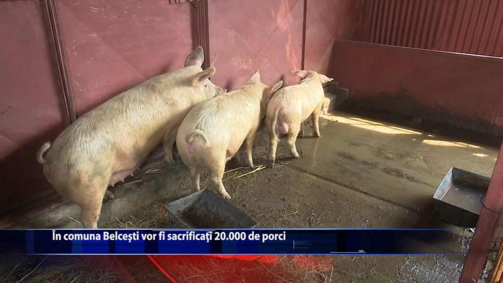 In comuna Belcesti vor fi sacrificati 20.000 de porci