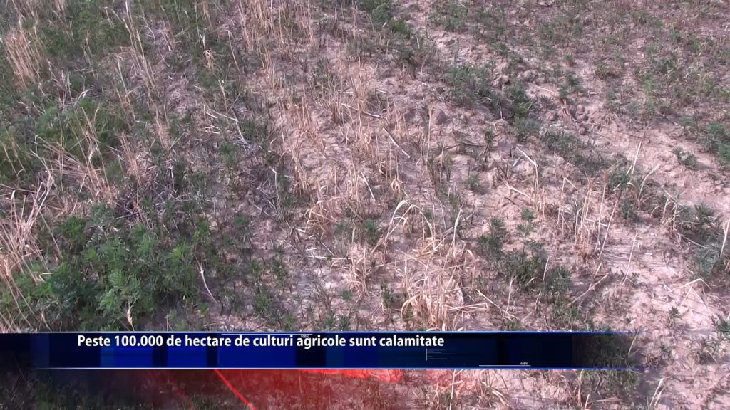 Peste 100.000 de hectare de culturi agricole sunt calamitate