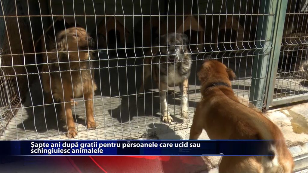 Sapte ani dupa gratii pentru persoanele care ucid sau schingiuiesc animalele