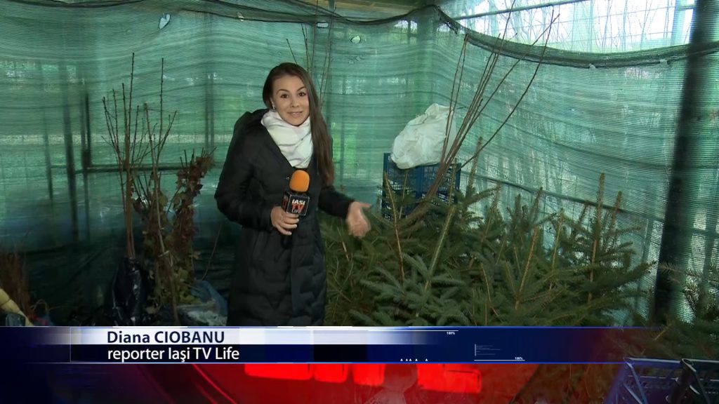 SE VAND PRIMII BRAZI DE CRACIUN IN GHIVECI