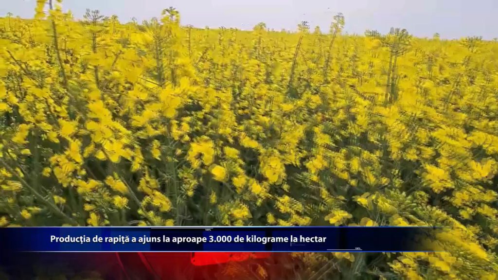 Productia de rapita a ajuns la aproape 3.000 de kilograme la hectar