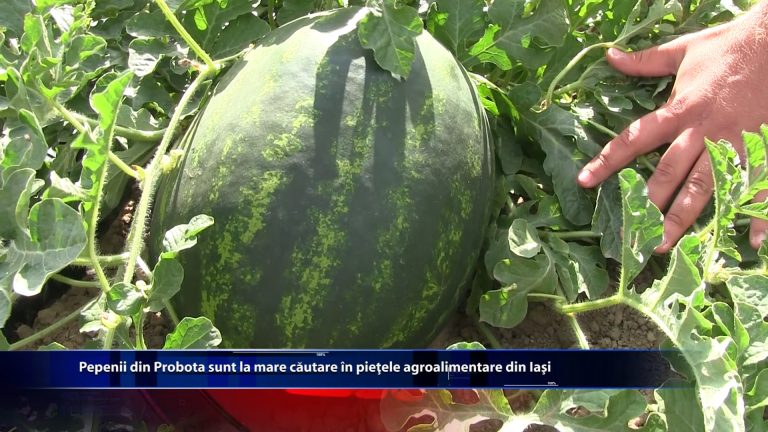 Pepenii din Probota sunt la mare cautare in pietele agroalimentare din Iasi