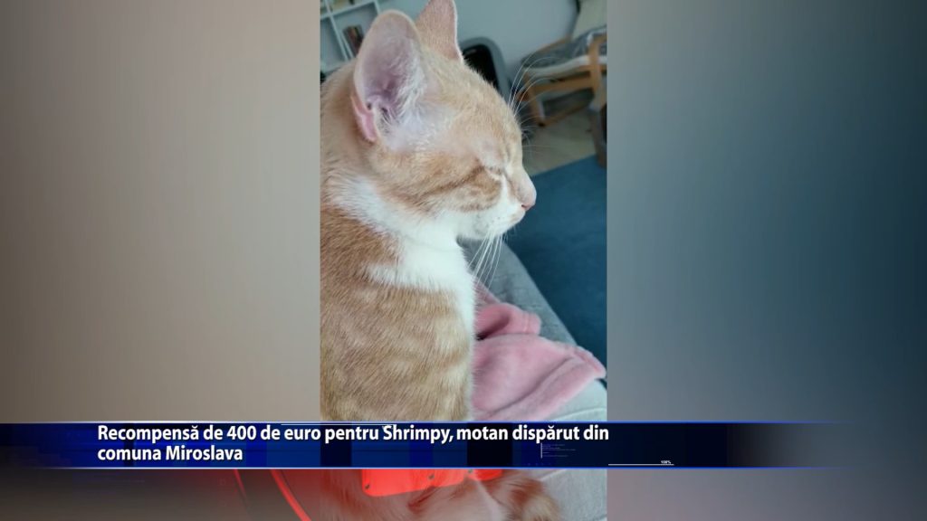 Recompensa de 400 de euro pentru Shrimpy, motan disparut din comuna Miroslava