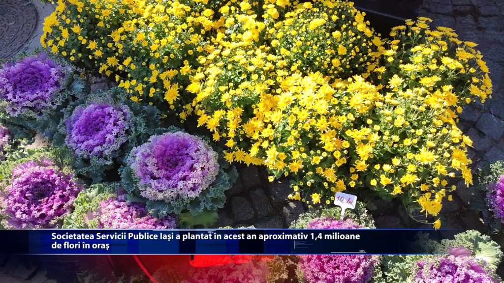 Societatea Servicii Publice Iasi a plantat in acest an aproximativ 1,4 milioane de flori in oras