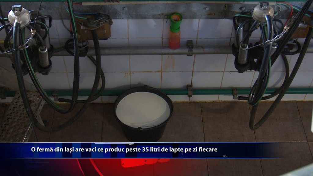 O ferma din Iasi are vaci ce produc peste 35 litri de lapte pe zi fiecare