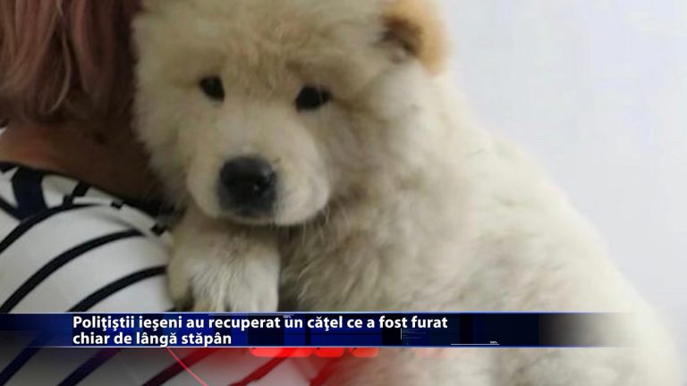 Polițiștii ieșeni au recuperat un cățel ce a fost furat chiar de lângă stăpân