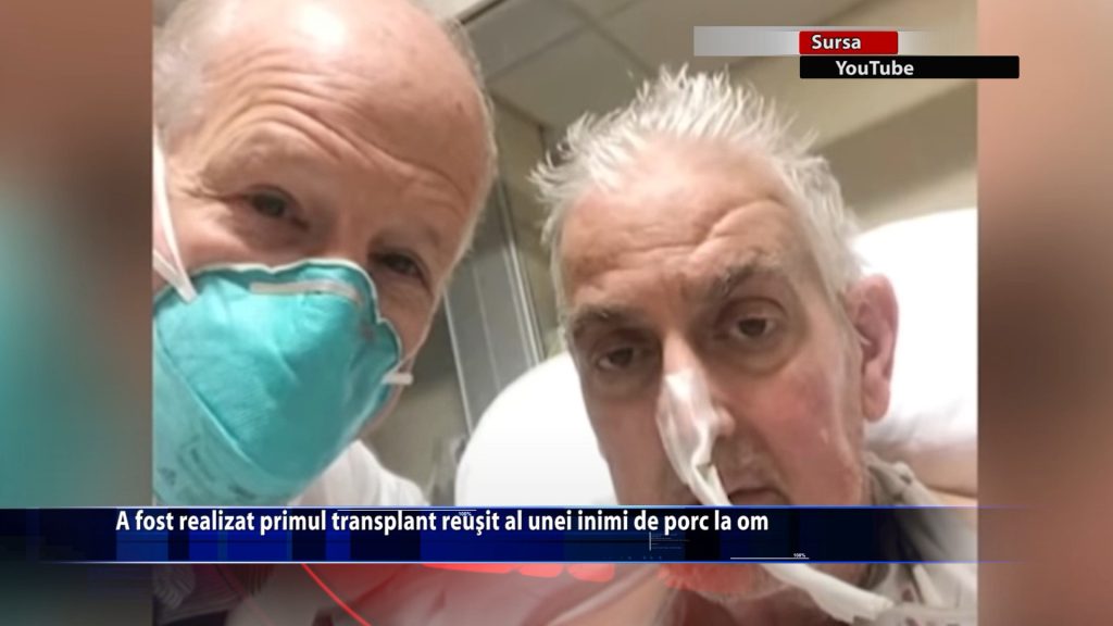 A fost realizat primul transplant reusit al unei inimi de porc la om
