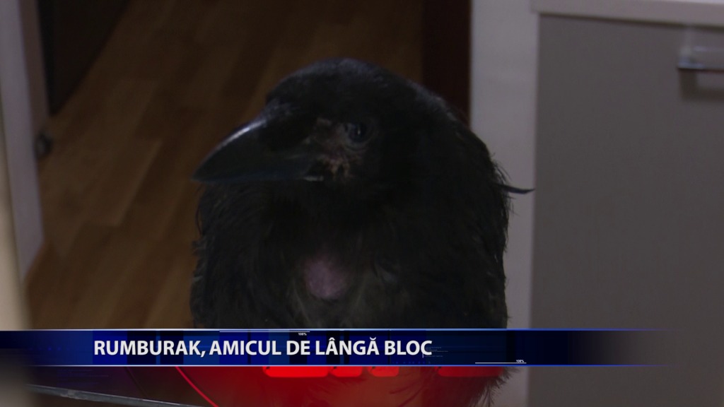 Rumburak, amicul de langa bloc