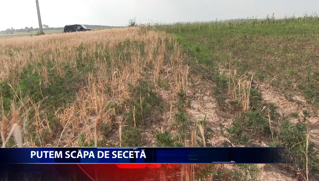 Putem scapa de seceta