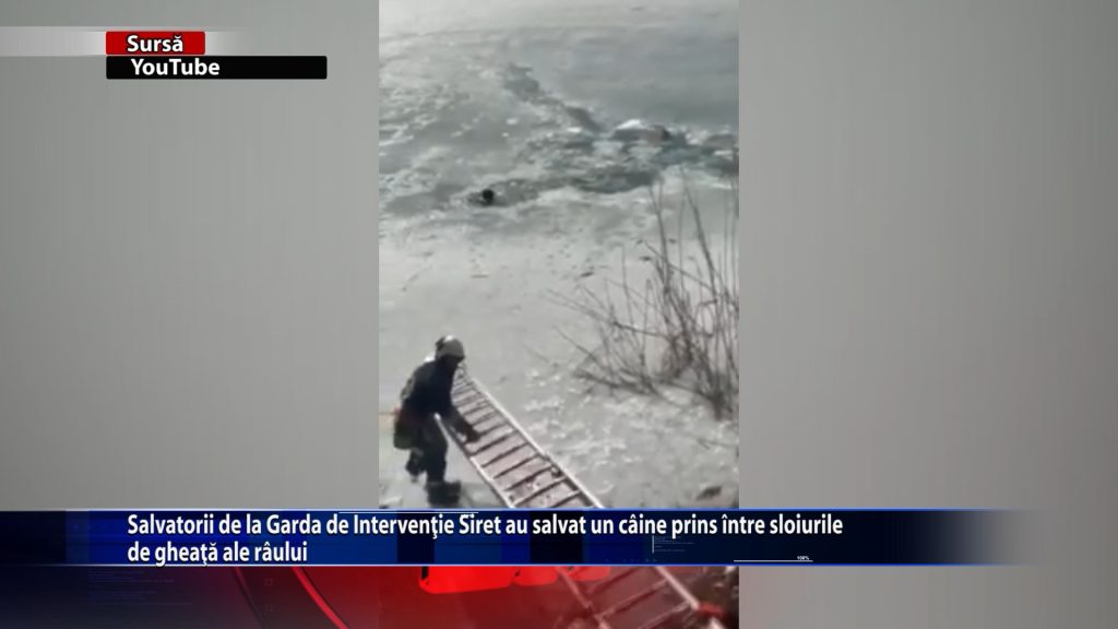 Salvatorii de la Garda de Interventie Siret au salvat un caine prins intre sloiurile de gheata ale raului