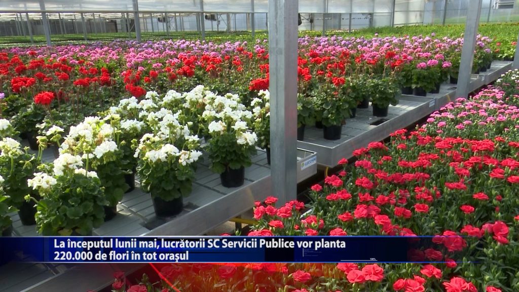 La inceputul lunii mai, Slucrartorii C Servicii Publice planta 220.000 de flori in tot orasul