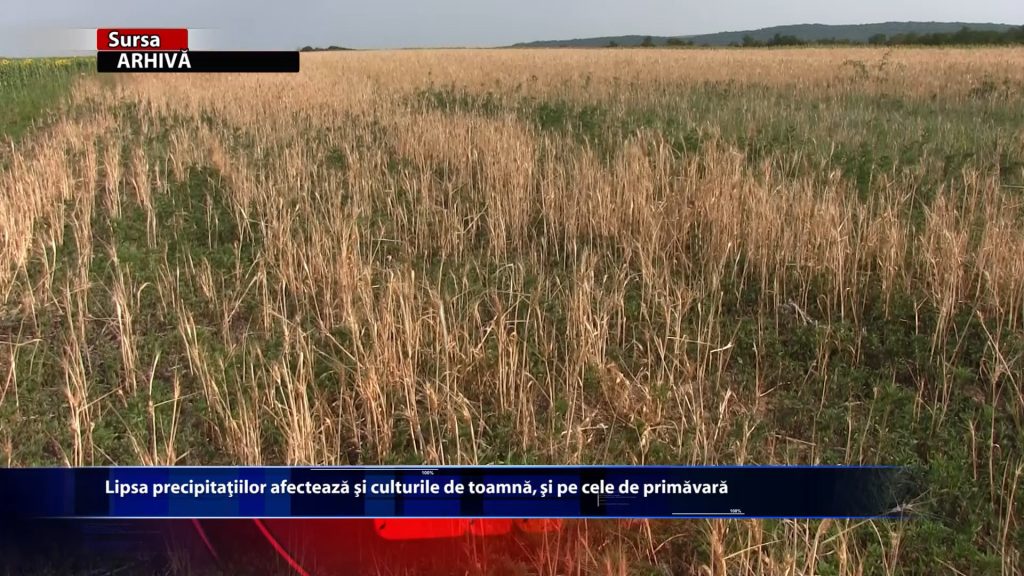 Lipsa precipitatiilor afecteaza si culturile de toamna, si pe cele de primavara