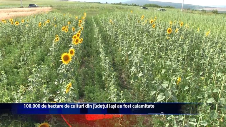 100.000 de hectare de culturi din judetul Iasi au fost calamitate