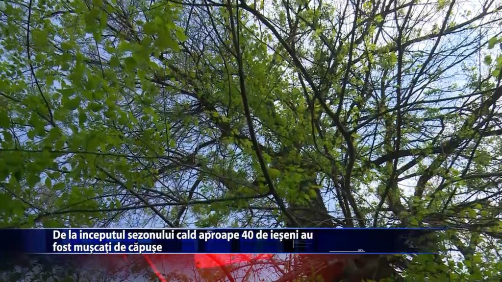 De la inceputul sezonului cald aproape 40 de ieseni au fost muscati de capuse