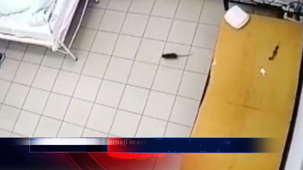 Șobolanii și pacienții, internați în același salon la spitalul Socola