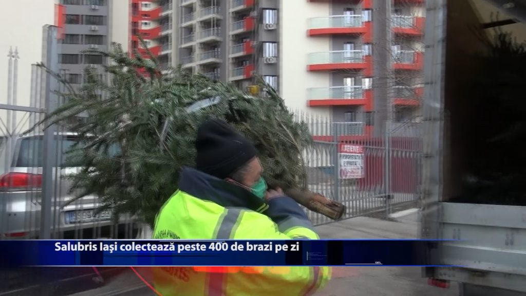 Salubris Iasi colecteaza peste 400 de brazi pe zi