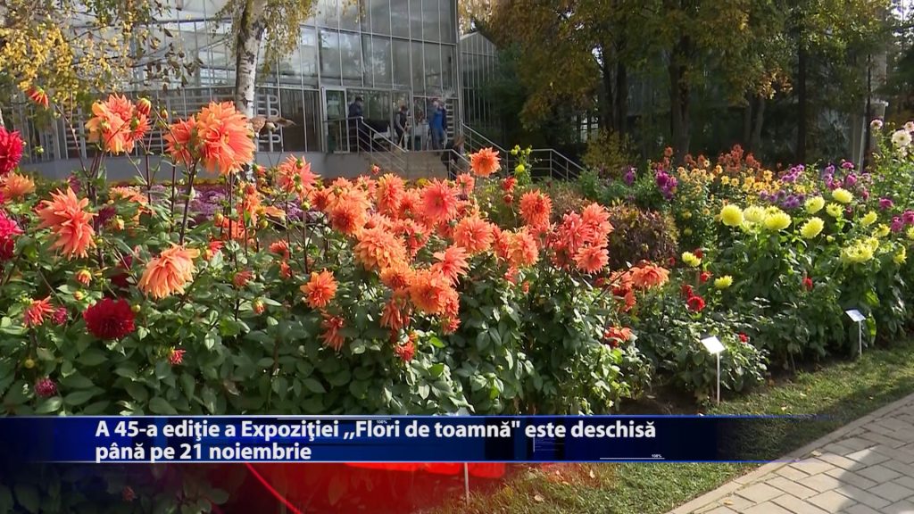A 45-a ediție a Expoziției ,,Flori de toamnă” este deschisă până pe 21 noiembrie